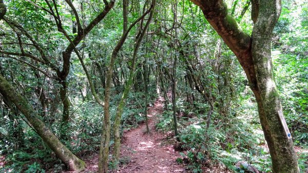 荷蘭古道,北五指山,瑪礁古道1814415