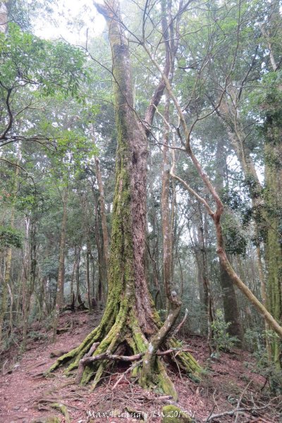 《台中》谷關七雄｜初登屋我尾山201703192890451