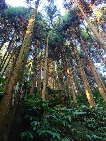 雲霧步道上鵝公髻山2425629