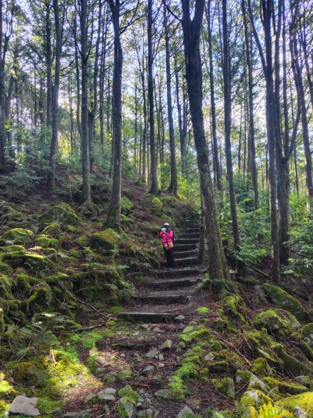 稍來小雪山國家步道、船型山、鞍馬山、鞍馬山東北峰、天池、雪山神木2799842