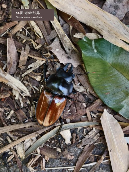 [百山百鳥尋旅-11/15] 2025_0927 大屯主峰-連峰步道_大屯山西峰2899455