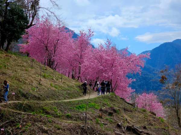司馬庫斯神木群步道及櫻花季-(新竹)臺灣百大必訪步道3007791