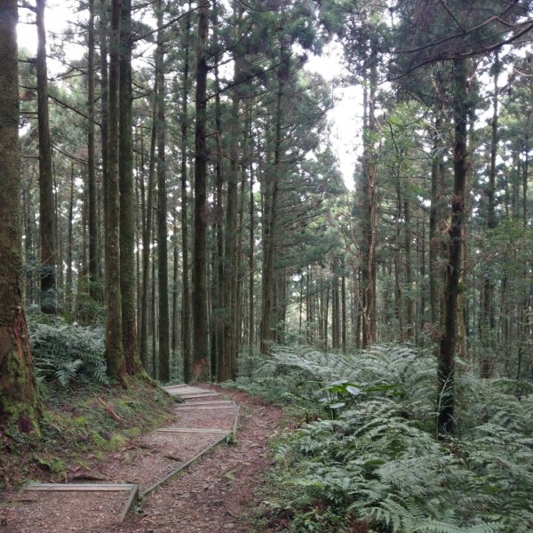 東眼山--紅楓綠柳杉770491