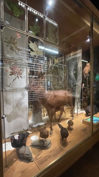 雨天備案💙 台灣博物館的古生代館-台大動植物館免費參觀-北投♨️季2799035