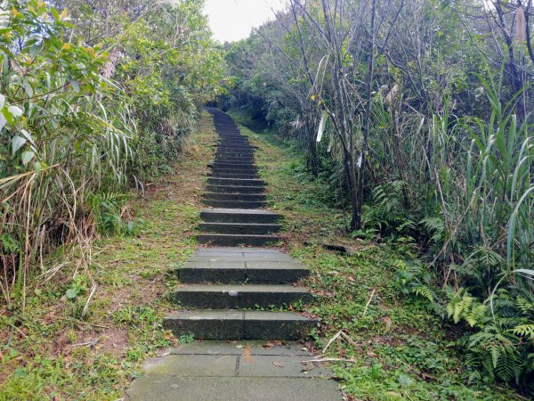 五分山步道登小百岳賞芒行+平溪公路落羽松776127