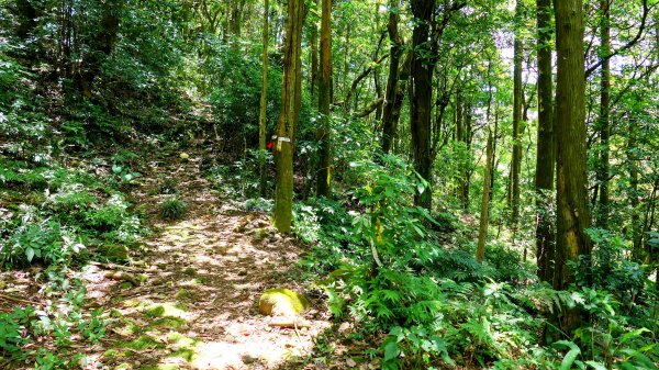 溪和宮,大尖山,擎天崗2823012