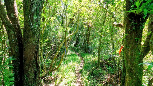 黃櫸皮寮山2898303