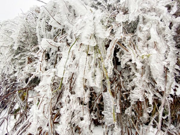 合歡銀白北國風情追雪趣 20211111235450