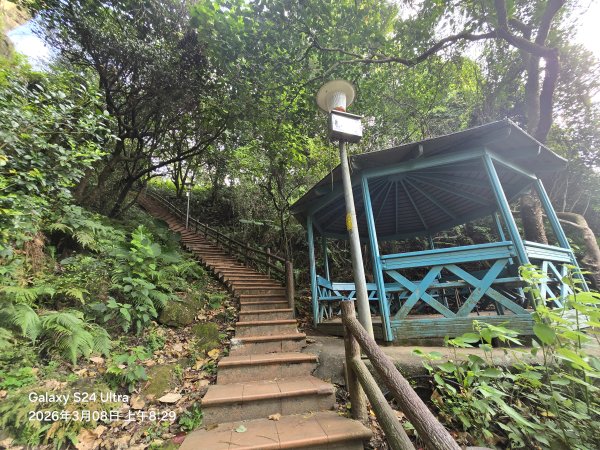 2026-03-08微笑山線：【大棟山系】百年大榕樹段3011673