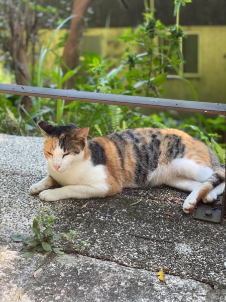 20240825 臺北大縱走第七段：世界山莊至飛龍步道政大後山2583349