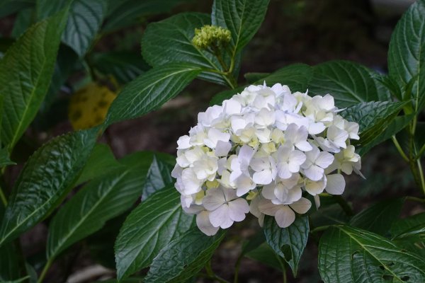 武陵農場繡球花爆開中625264