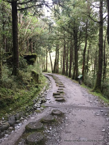 無雨無霧的宜蘭山毛櫸步道1157118