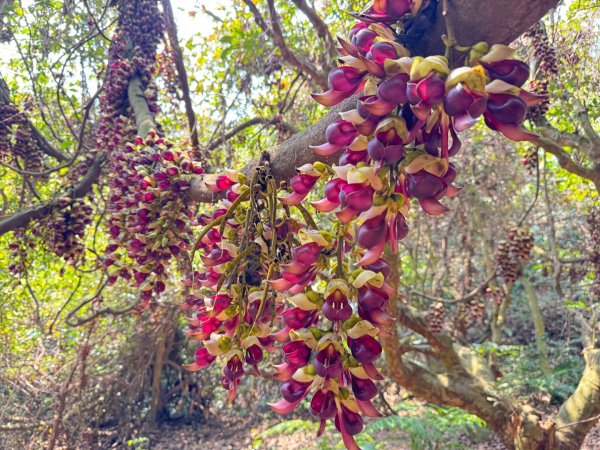 草尾嶺血藤滿山開3019014
