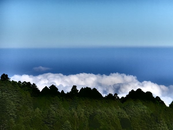 走阿里山神木群棧道，漫步在雲端及迷霧森林416063
