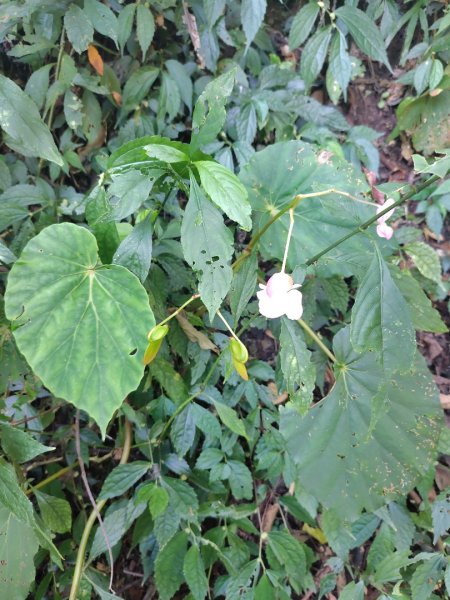 唐麻丹山 蝴蝶谷2918851