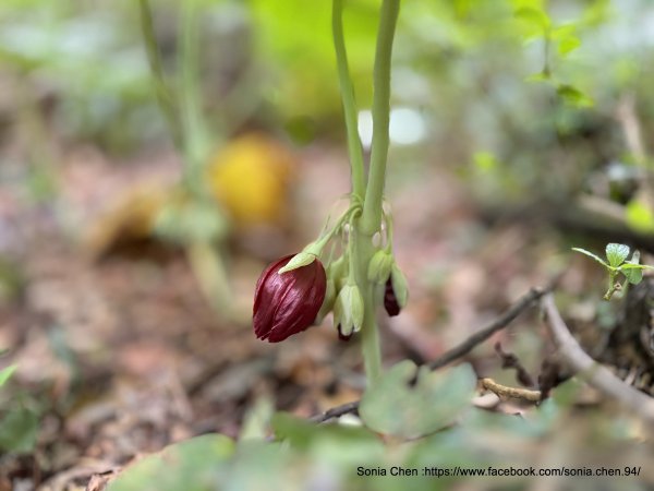 2026 D0311 八角蓮