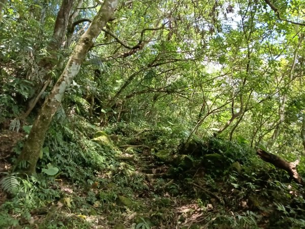 坪林區大舌湖漁光國小通學古道(保甲路古道)去回+大舌湖2844945