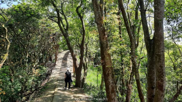 《彰化》登山逛市集｜臥龍坡步道環藤山步道202503222740507