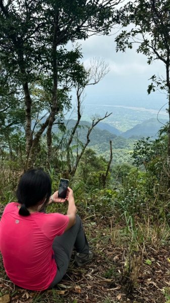 三針後山、雙連埤犬香薷節2592699