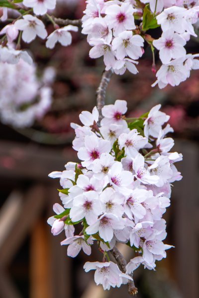 2026-03-28 阿里山3027215