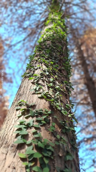 《台中》落雨松季｜石岡挑物古道O繞下情人木橋202501122687595