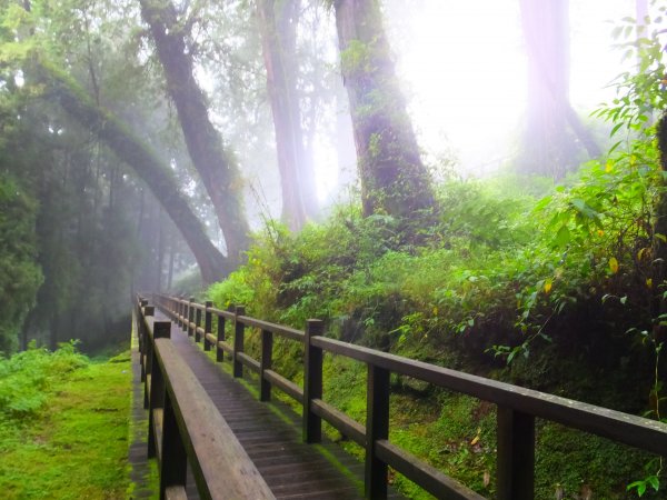 走阿里山神木群棧道，漫步在雲端及迷霧森林416054