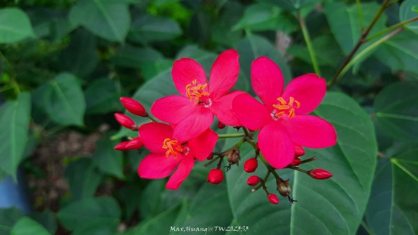 《彰化》果園古道｜廣天宮隴頂古道到鳳山寺O繞202509142884033