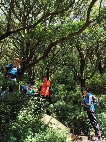 二子坪、二子山西峰、二子山東峰、大屯自然公園、菜公坑山、陽明山前山公園【臺北大縱走 1&2】2540941