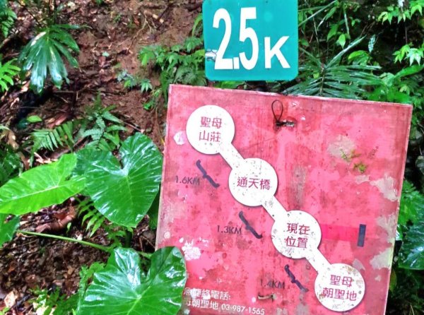 【中級山】宜蘭抹茶山（三角崙山），聖母登山步道，五峰旗瀑布2741063