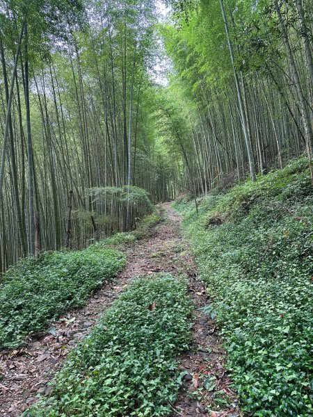 米堤走烏土堀林道到金柑樹山再到杉林溪天地眼2319353