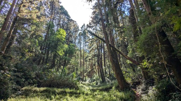 金柑樹山、忘憂森林步道｜嶺頭山2645534