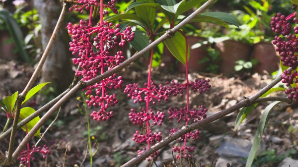 【蛇年走春】高雄桃源 • 世外桃源2700224