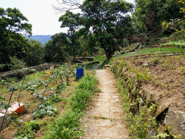 土庫岳(小百岳#14)下深坑北深路一段947459