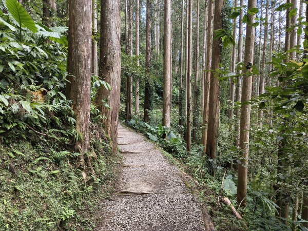 [百山百鳥尋旅-05/15] 2025_0830 溪頭賞鳥步道_觀景步道2875602