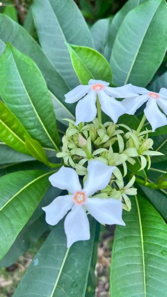 🌈4/26（六）-27（日）我們IN阿朗壹天氣晴❤️FB：熊熊趴爬走🌈2771534