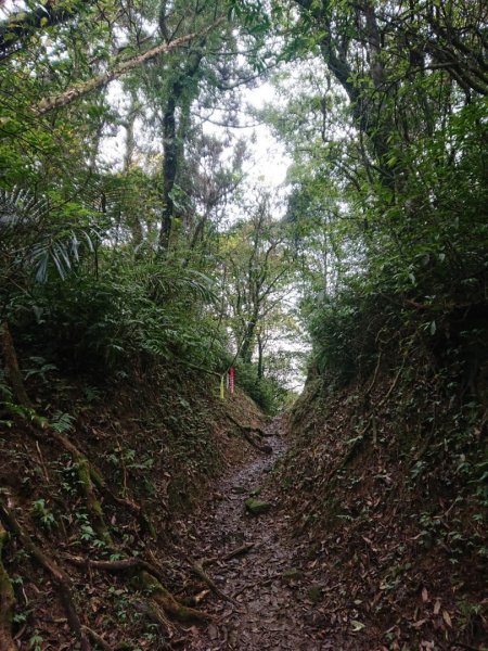 璀璨百年淡蘭古道～崩山坑古道、溪尾寮山、保城坑古道、虎豹潭步道O走1313463