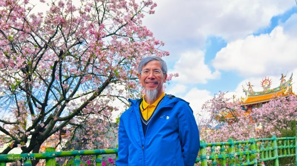 #綠繡眼 訪花 #吉野櫻 #天元宮 #楓樹湖 03162736768