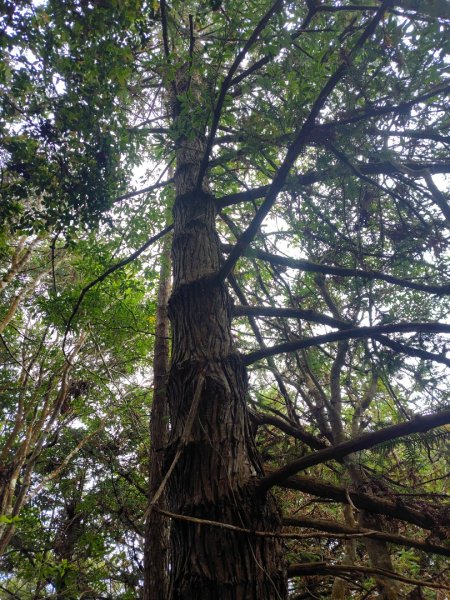 守關山南峰 守關山 守城大山2919106