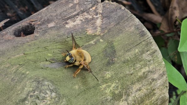 台中大坑頭嵙山（大冠鷲／木蜂／五色鳥／血藤花／鳳凰花）2756684