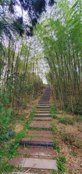 2024-05-18梨子腳山步道2507953