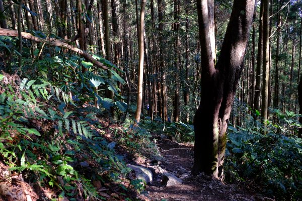 新竹尖石鄉 高島縦走1280662