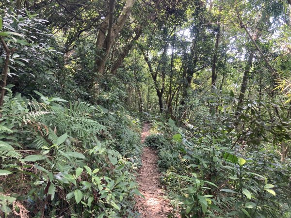 渡南古道+飛鳳古道2564098