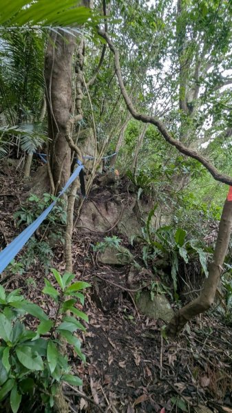 113.12.28小鷹尖-關山嶺-五八山-凌雲尖-龍女岩之旅2679370