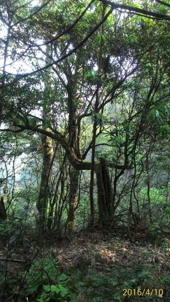 20160410新竹五指山34487