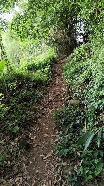 20250517 倒別牛-中坑山-飛鳳山 大O型2790394