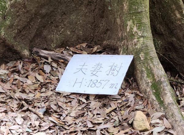 【中級山縱走】最美中級山，鳶嘴西稜縱走（鳶嘴山，醜崠山，長壽山）2741408