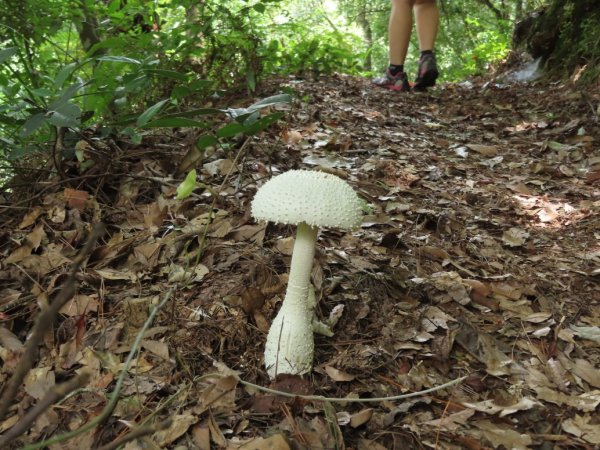 德芙蘭生態步道O形