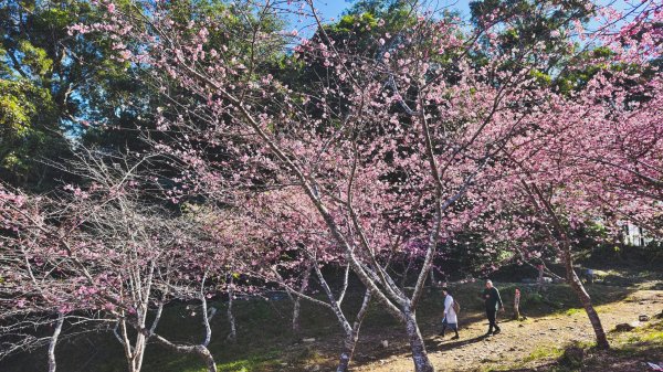 【台灣健行】春艷 • 寶山二集團2698534