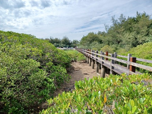 【新竹新豐】台灣唯一建有觀賞步道的生態保護區。 新豐紅樹林生態保護區2381814