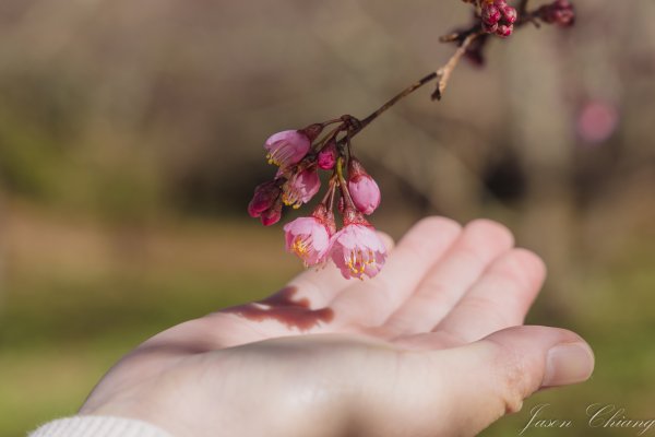 福壽山千櫻園櫻花季初開2717426
